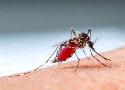 Sốt xuất huyết do virus dengue lan truyền qua muỗi